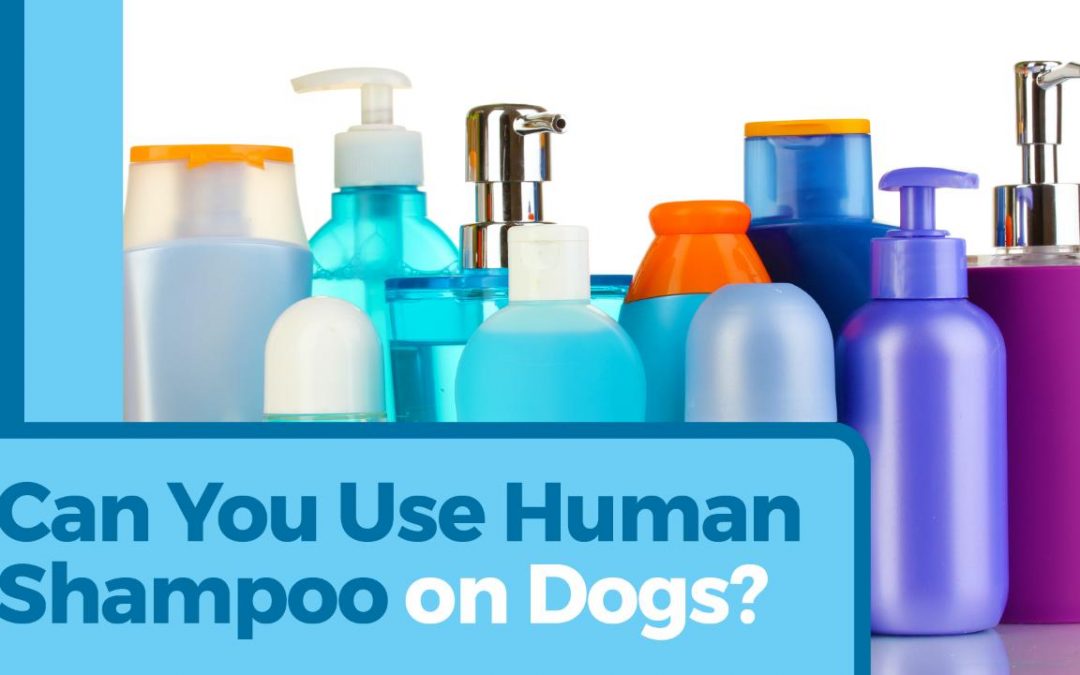 Human-vs-Pet Shampoo