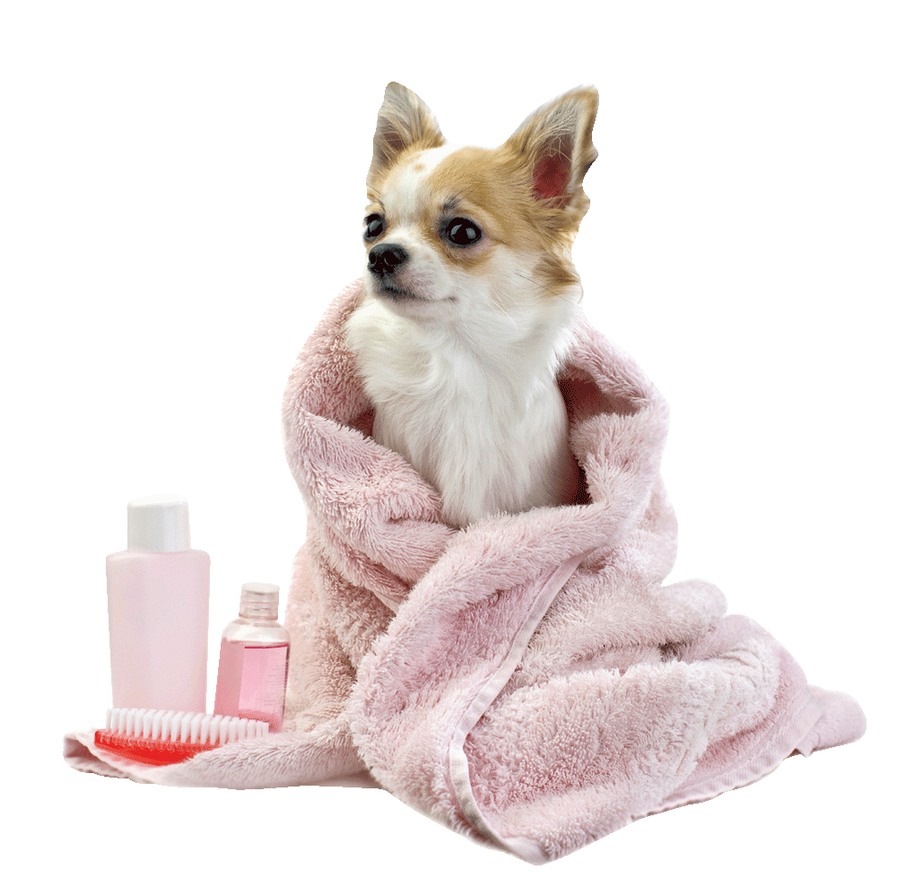 Dog Groomed in a pink towel