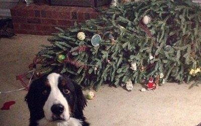 PETS VS CHRISTMAS TREES
