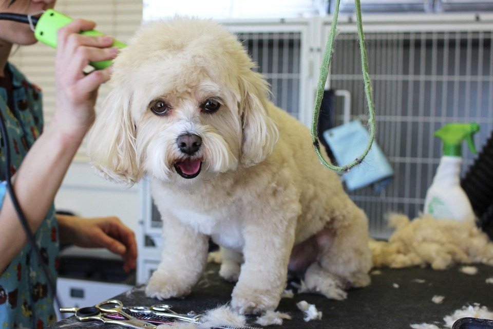 WHY PET GROOMING MATTERS